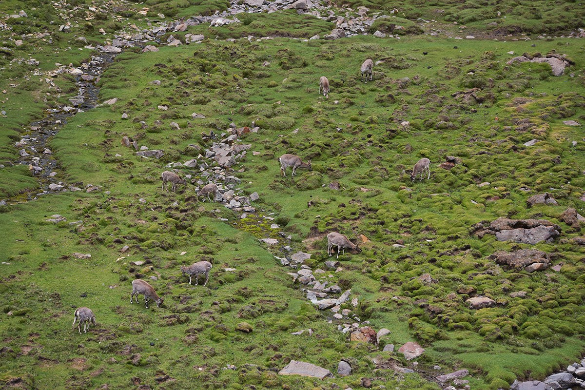Wild Animals at Tsurpu Monastery