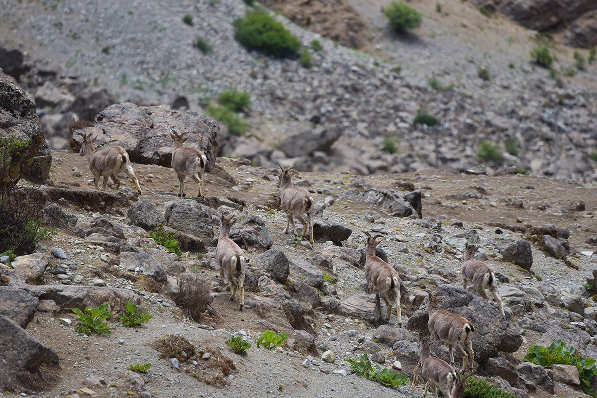 Wild Animals at Tsurpu Monastery