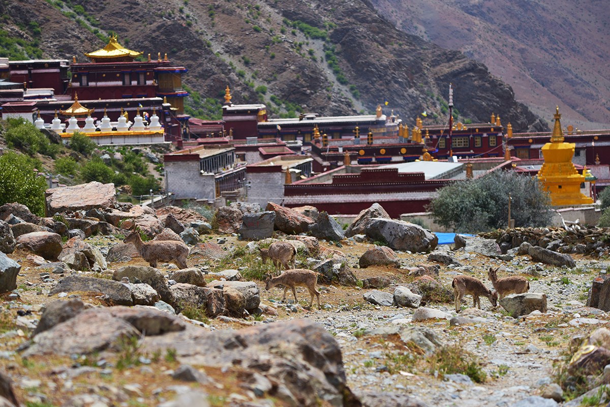 Wild Animals at Tsurpu Monastery