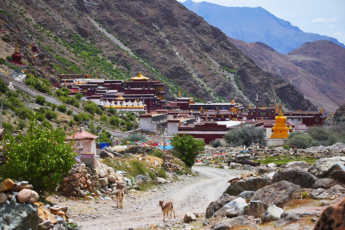 Wild Animals at Tsurpu Monastery
