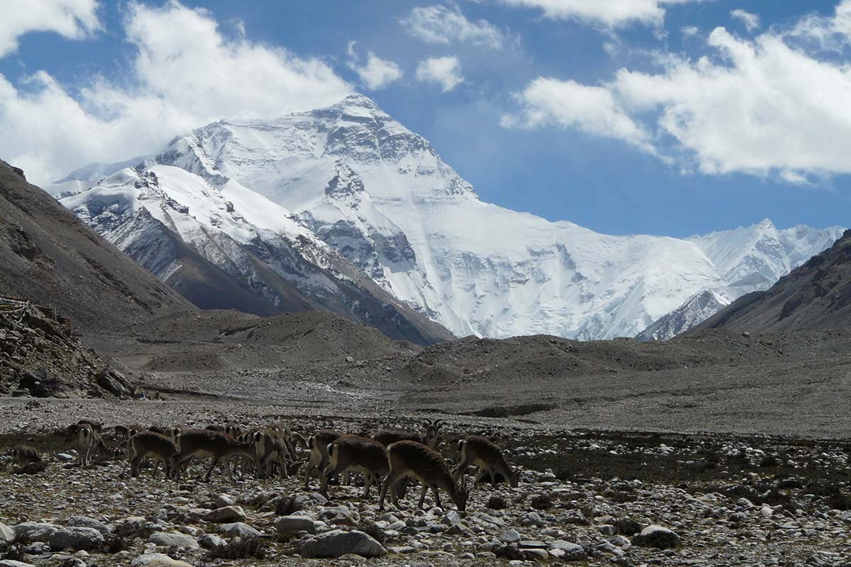 Qomolangma National Nature Reserve
