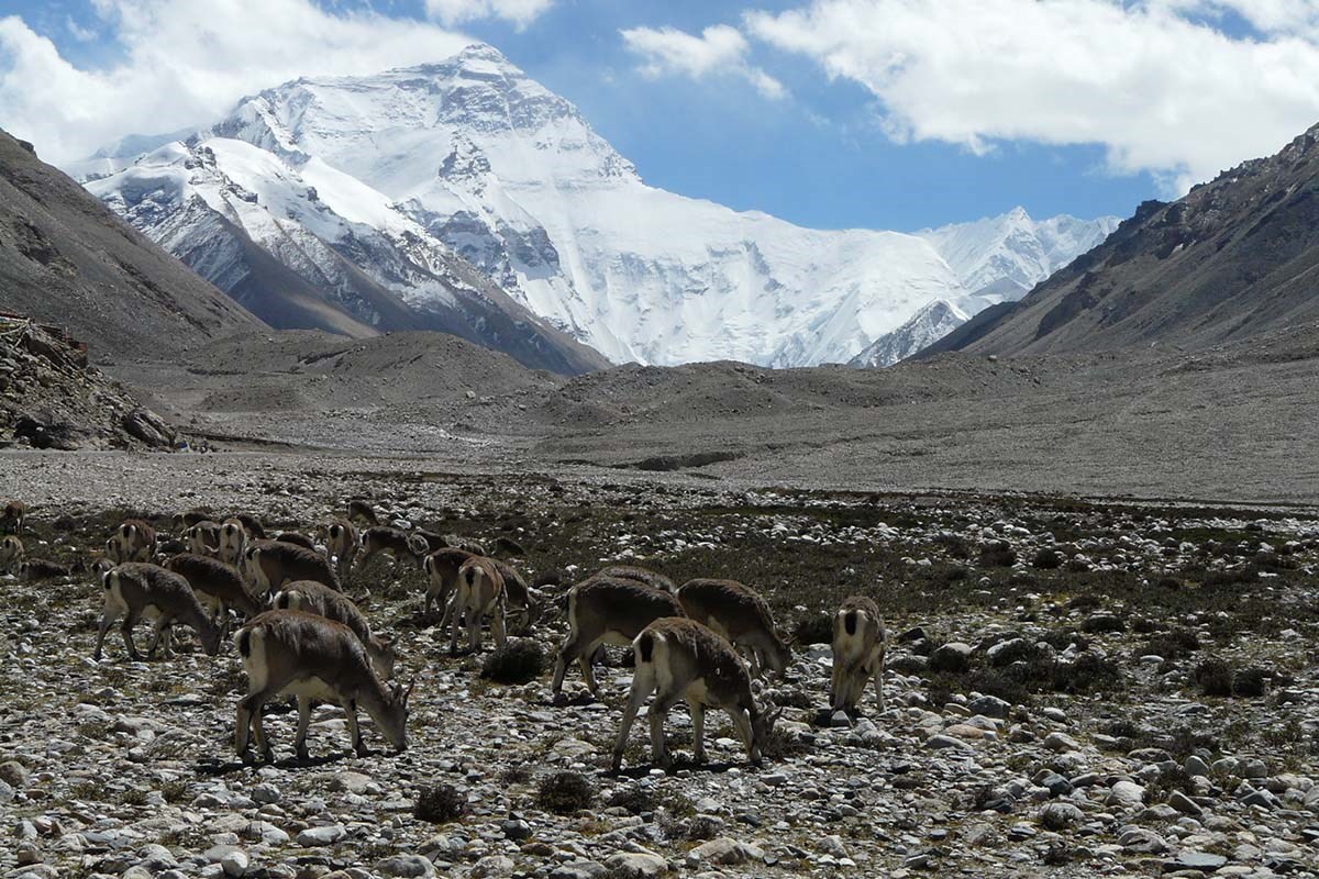 Qomolangma National Nature Reserve