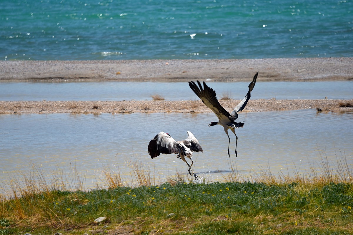 Qiangtang National Nature Reserve
