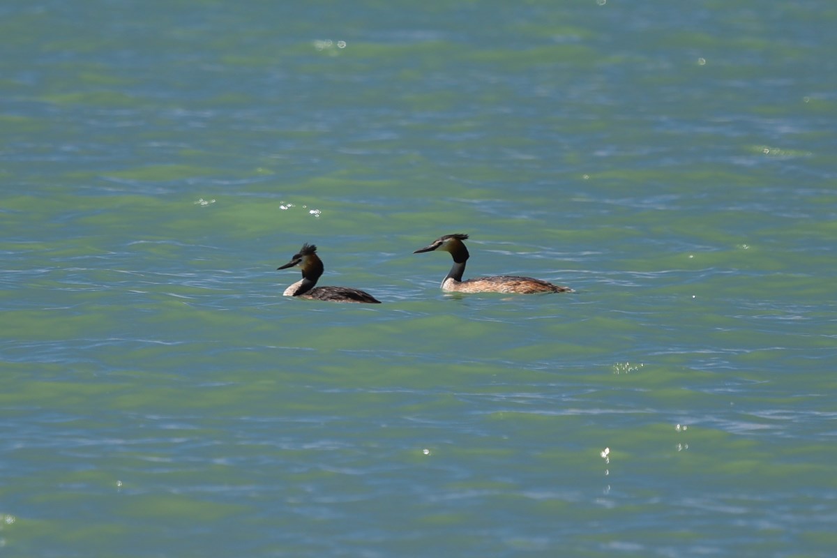Qiangtang National Nature Reserve