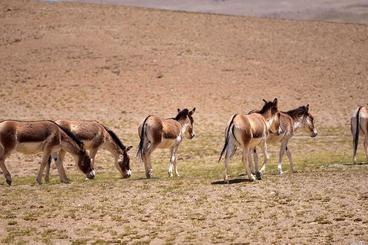 Kiang near Nima | Photo by Liu Bin