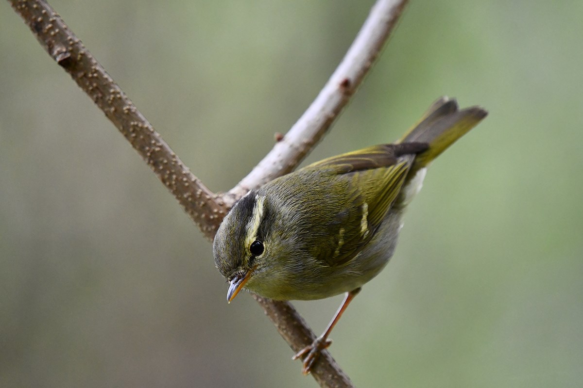 Claudias Leaf Warbler | Photo by Liu Bin