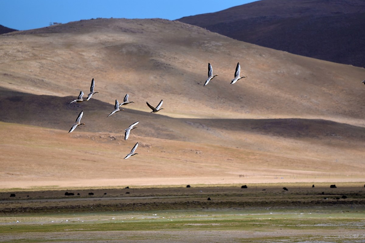 Bar Headed Goose | Photo by Liu Bin
