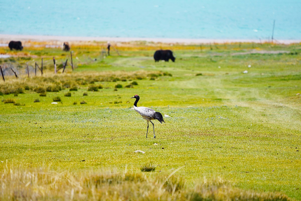 Black Necked Crane | Photo by Liu Bin