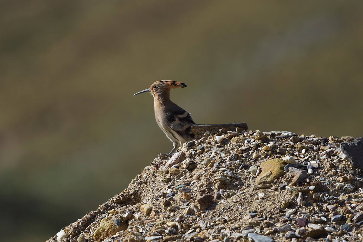 Eurasian Hoopoe | Photo by Liu Bin