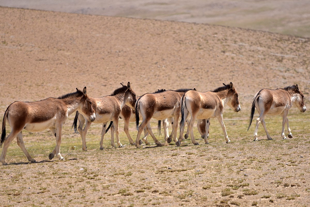 Kiang | Photo by Liu Bin