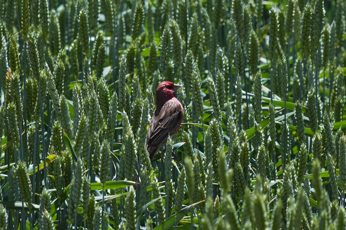 Pink Rumped Rosefinch | Photo by Liu Bin