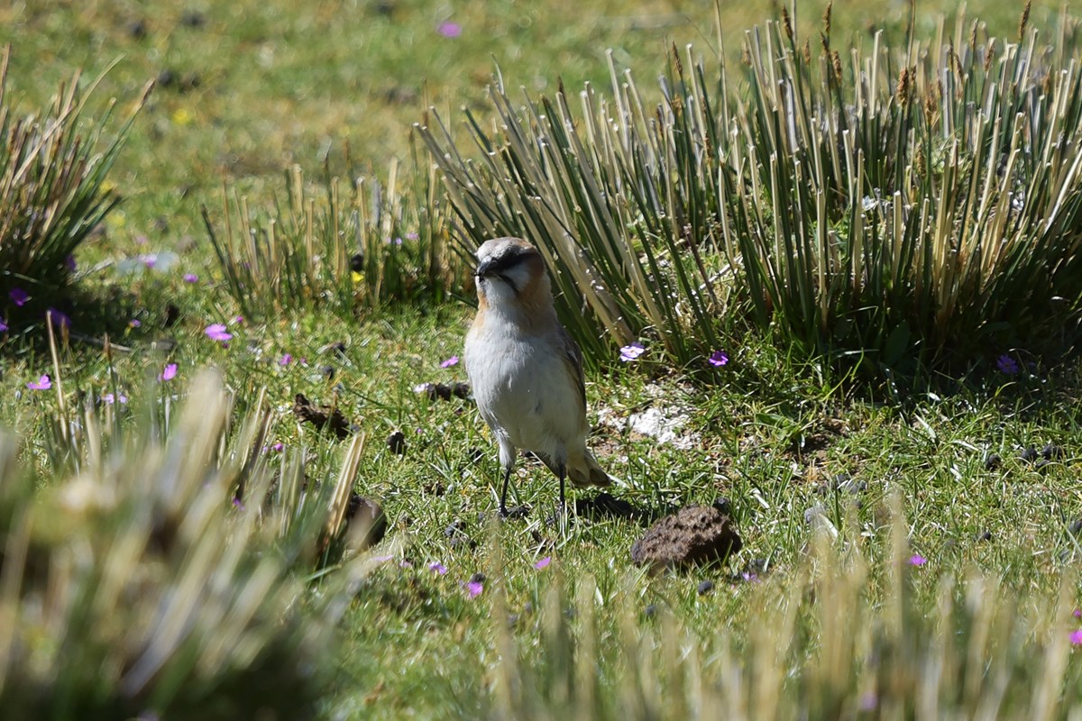 Rufous Necked Snowfinch | Photo by Liu Bin