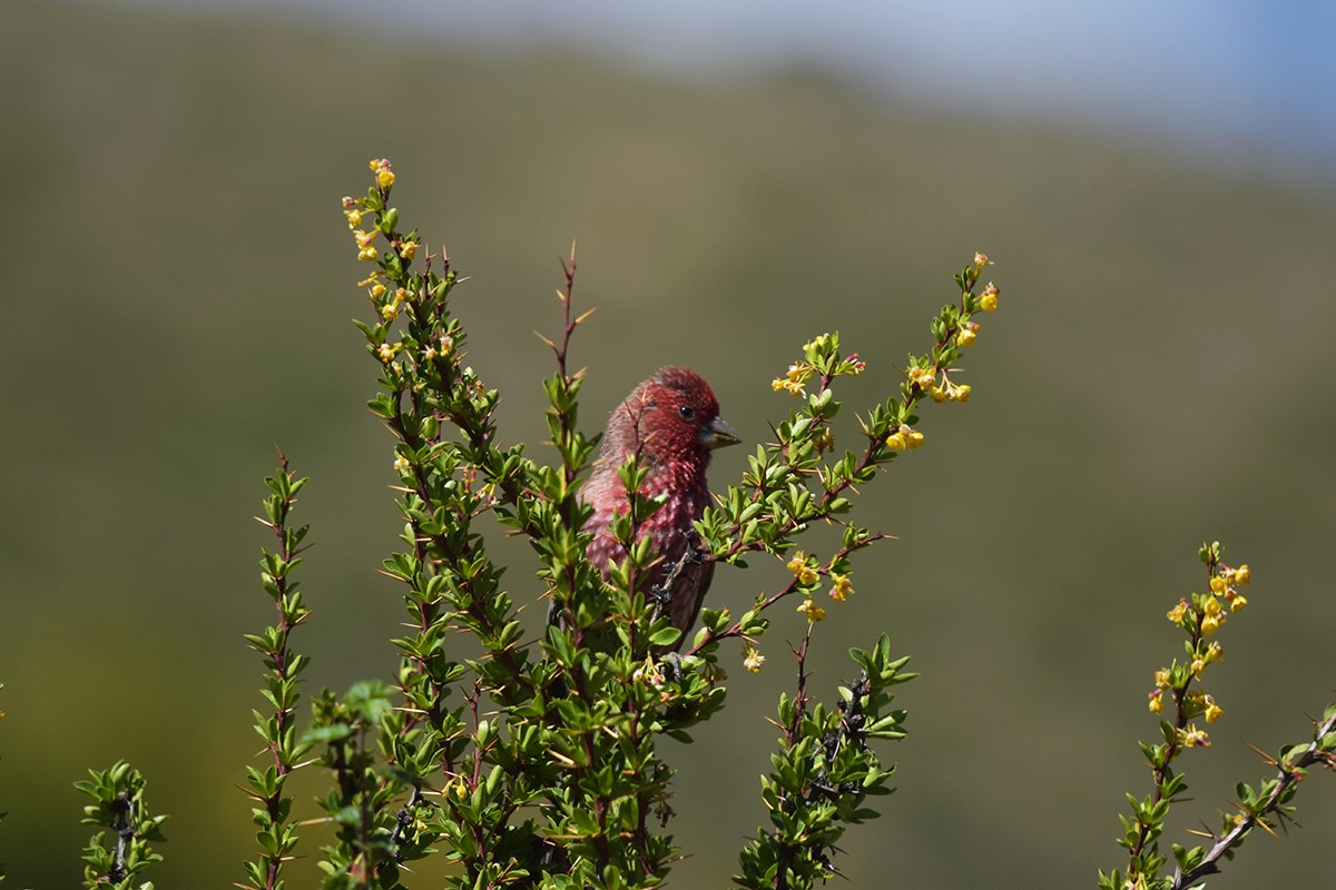 Streaked Rosefinch | Photo by Liu Bin