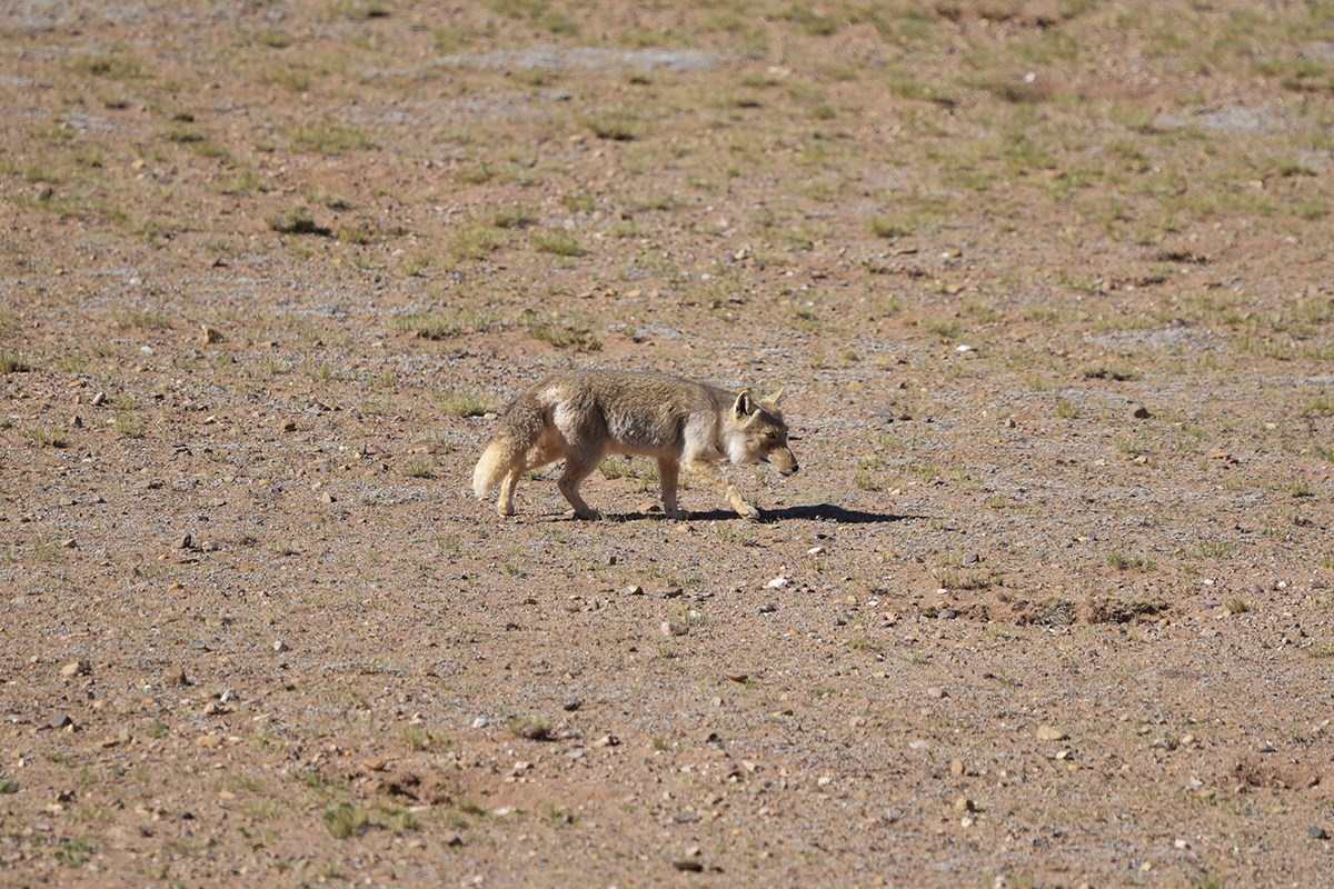 Tibetan fox | Photo by Liu Bin