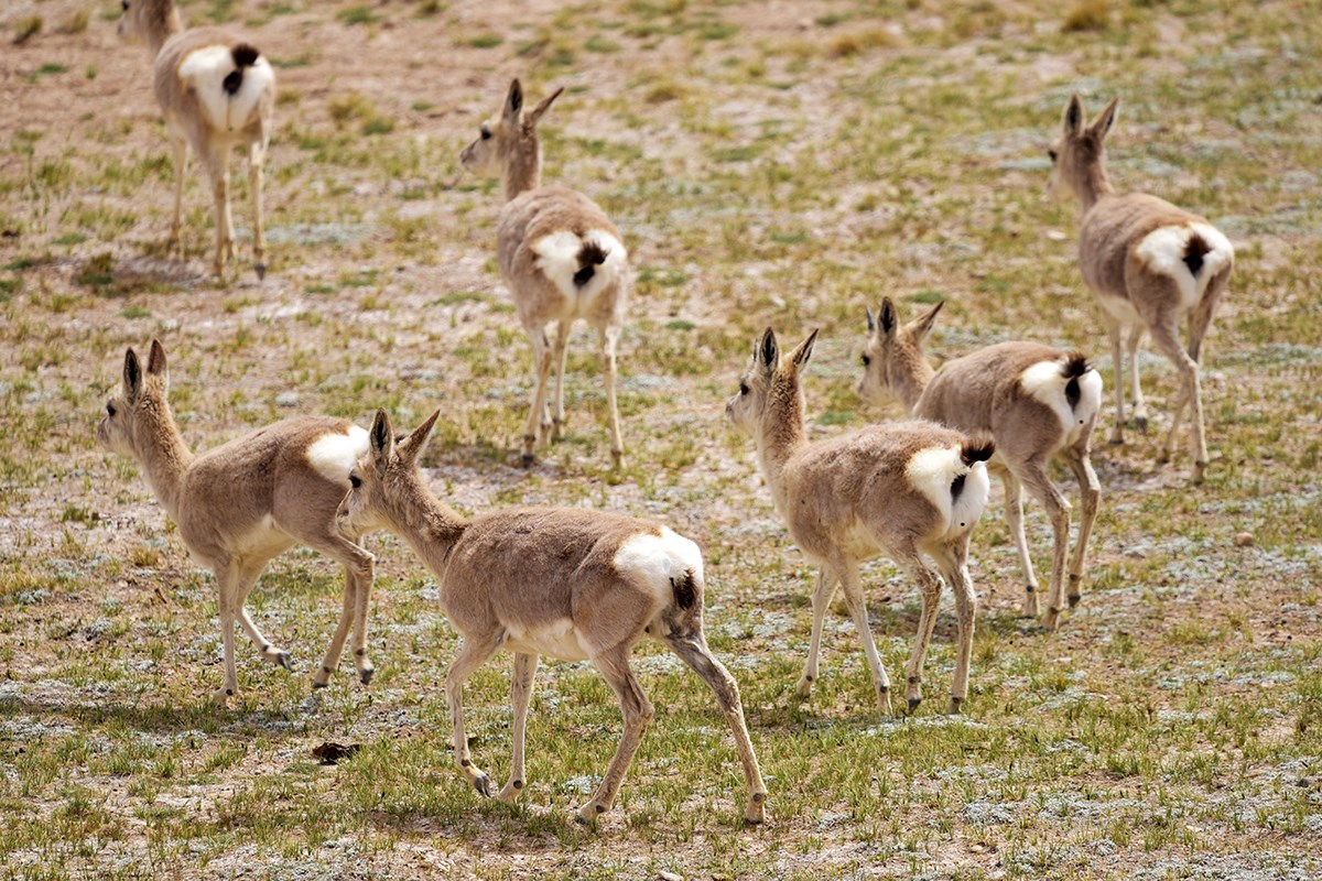 Tibetan Gazelle | Photo by Liu Bin