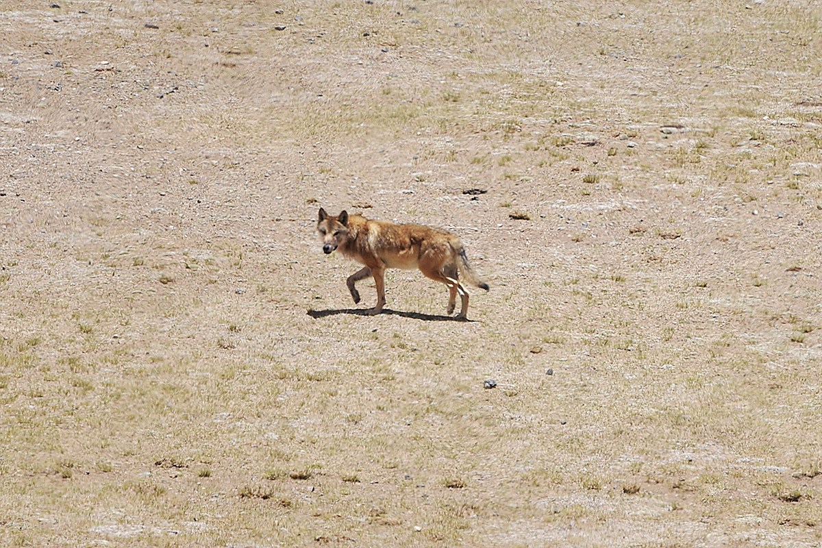 Wolf | Photo by Liu Bin