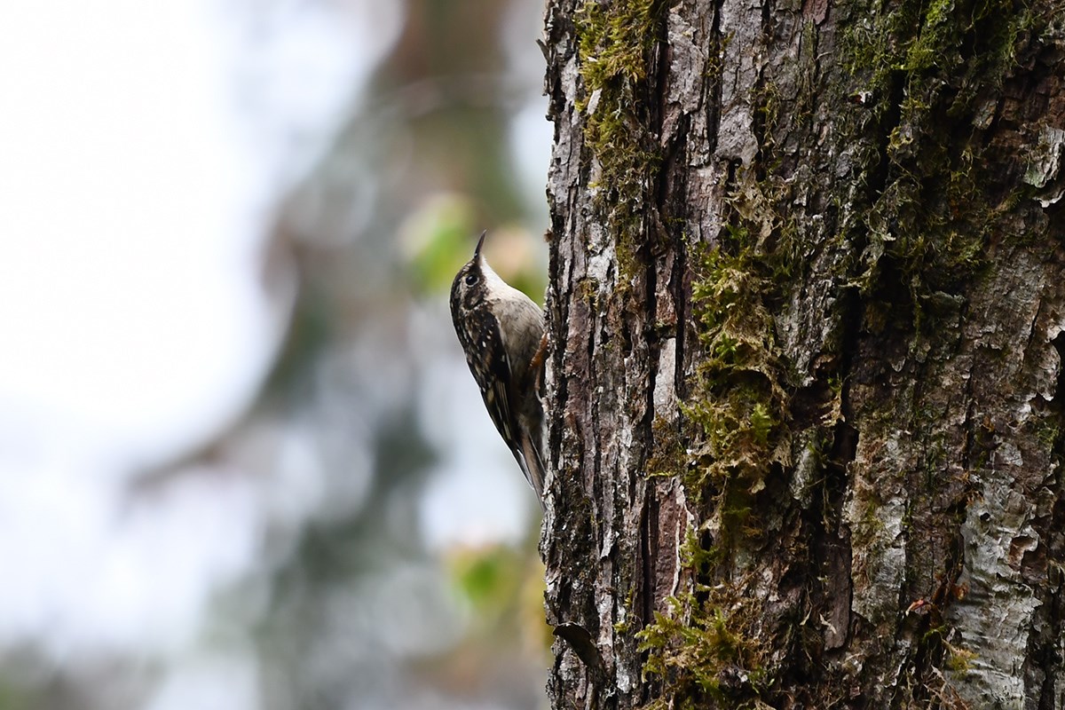Eurasian Treecreeper | Photo by Liu Bin