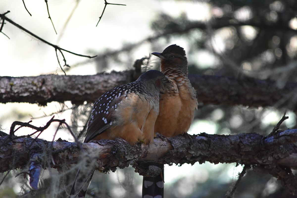 Giant Laughingthrush | Photo by Liu Bin