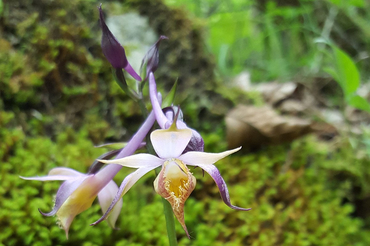 Calanthe alpina | Photo by Zhang Yong