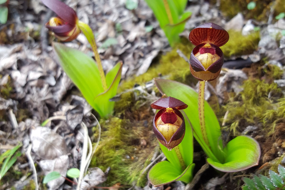 Cypripedium barrdolphianum | Photo by Zhang Yong