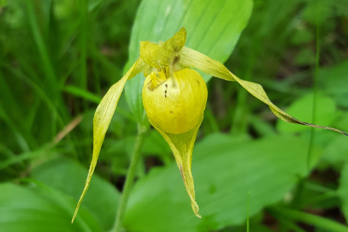 Cypripedium henryi | Photo by Zhang Yong