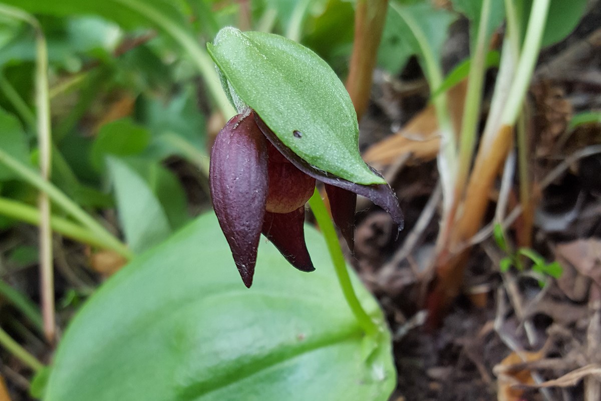 Cypripedium palangshanense | Photo by Zhang Yong