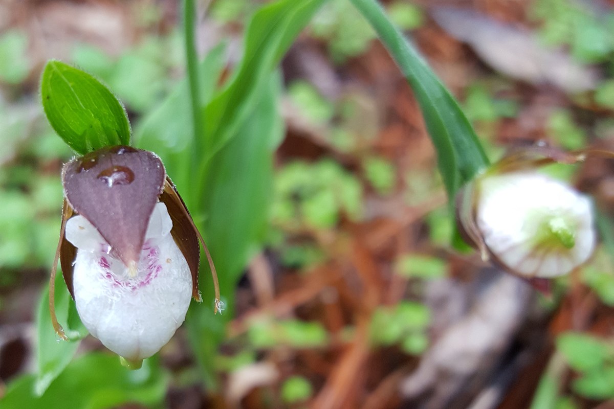 Cypripedium plectrochilum | Photo by Zhang Yong