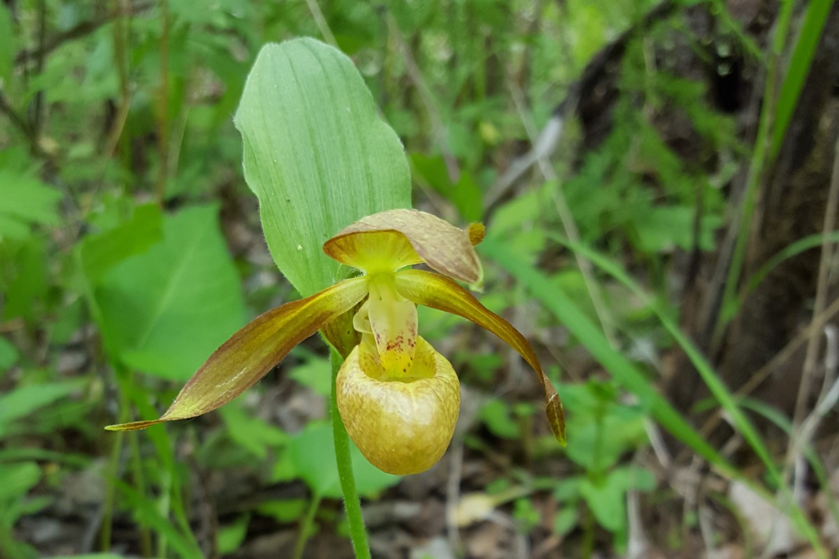 Cypripedium shanxiense | Photo by Zhang Yong