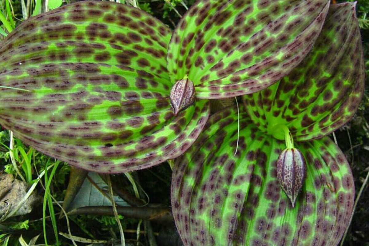 Cypripedium sichaunnense | Photo by Zhang Yong