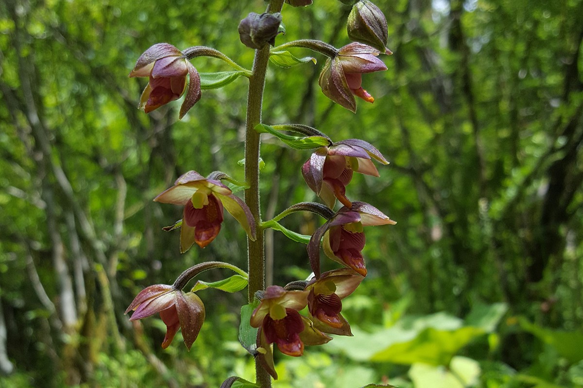 Epipactis mairei | Photo by Zhang Yong