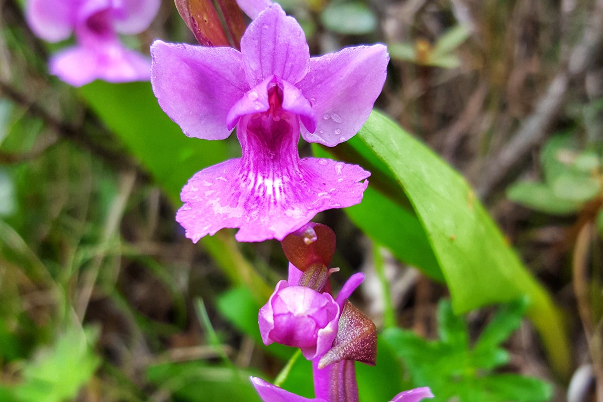 Orchis chusua | Photo by Zhang Yong