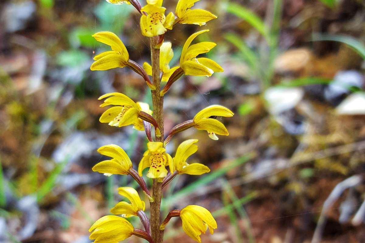 Oreorchis erythrochrysea | Photo by Zhang Yong