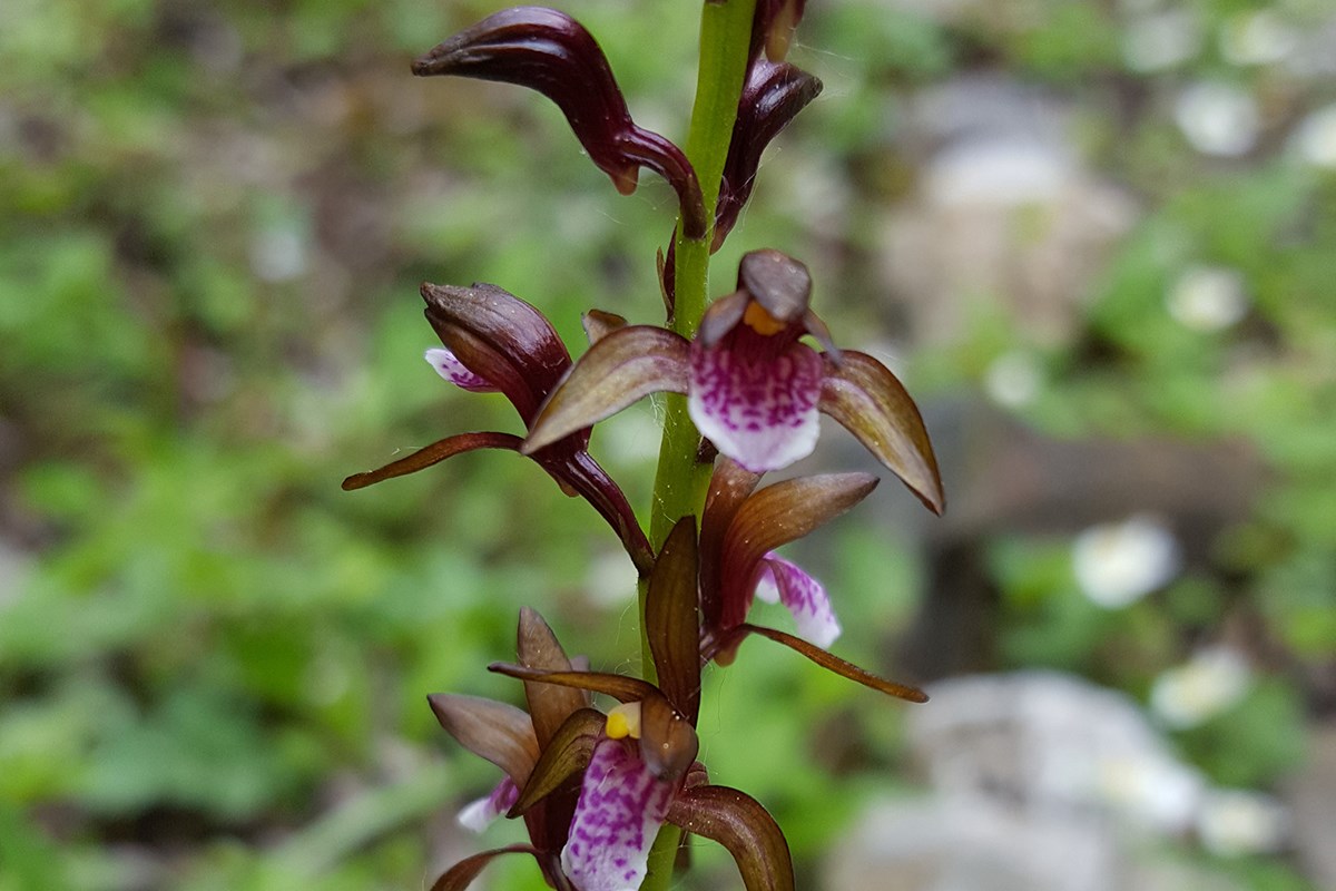 Oreorchis indica | Photo by Zhang Yong