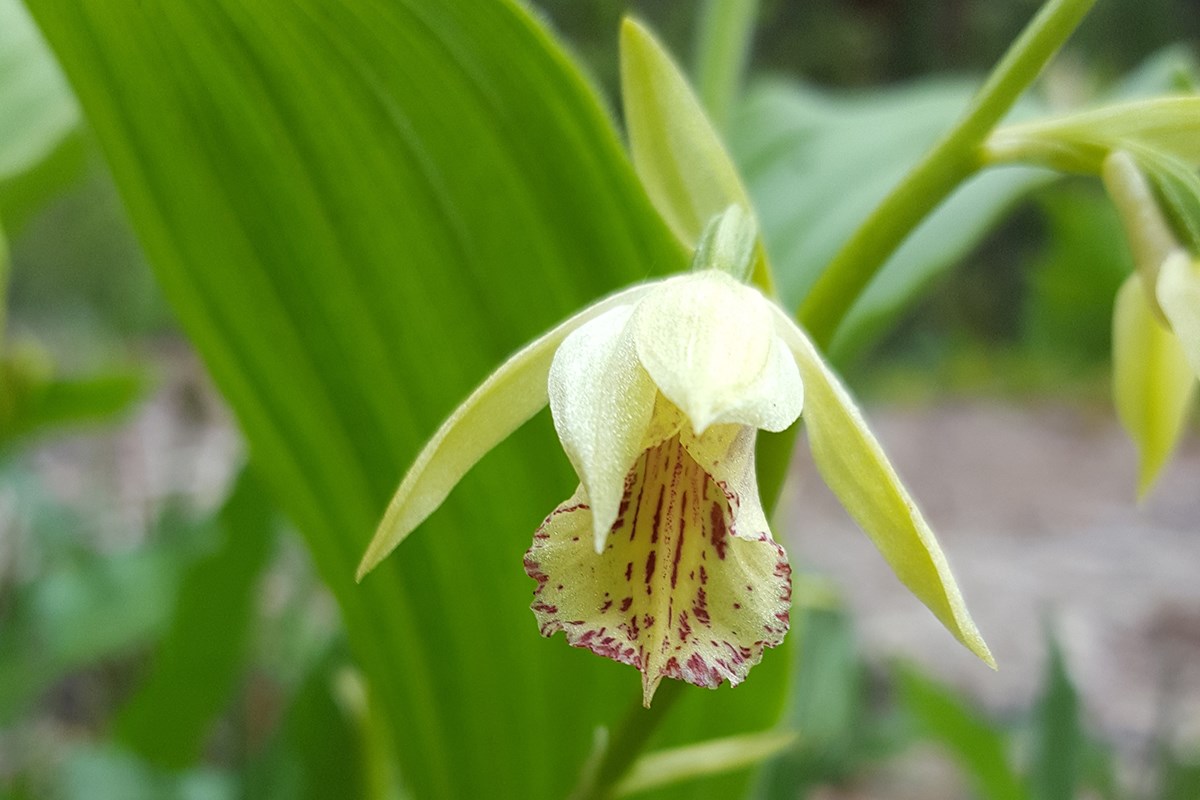 Phaius delavayi | Photo by Zhang Yong