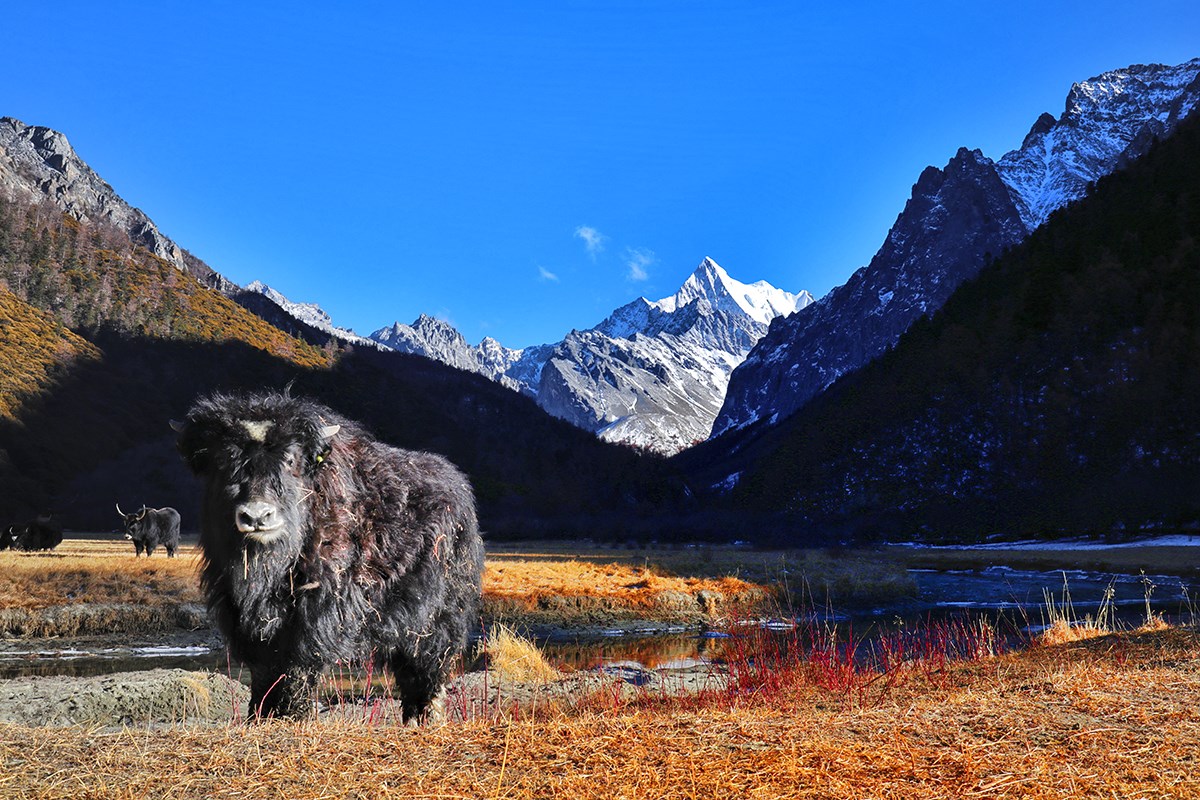 Xialuoduoji Mountain and Yaks in Yading | Photo by Wang Lei